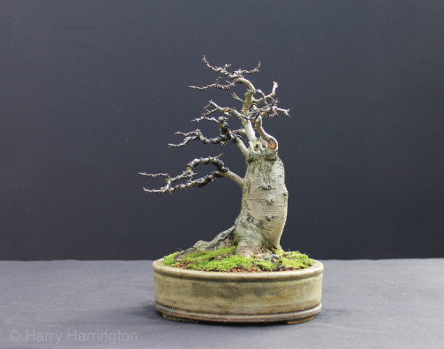 hawthorn bonsai